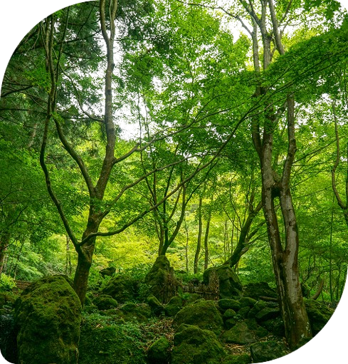 طبیعت جنگل‌های هیرکانیا