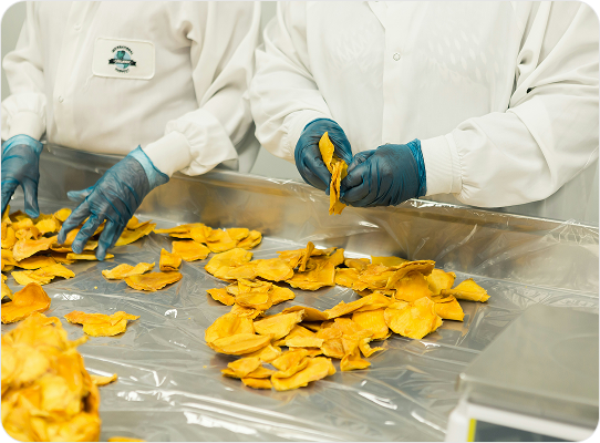 Workers inspecting and processing dried fruit