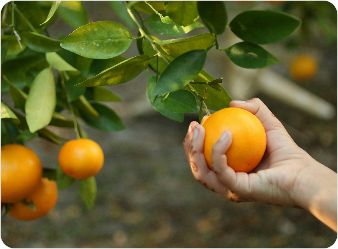 Harvesting oranges directly from a grower’s orchard