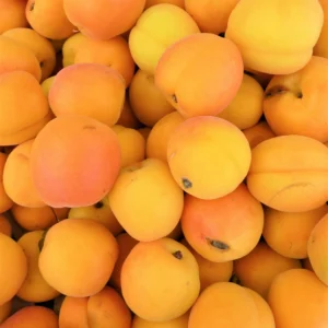 apricot sample product image