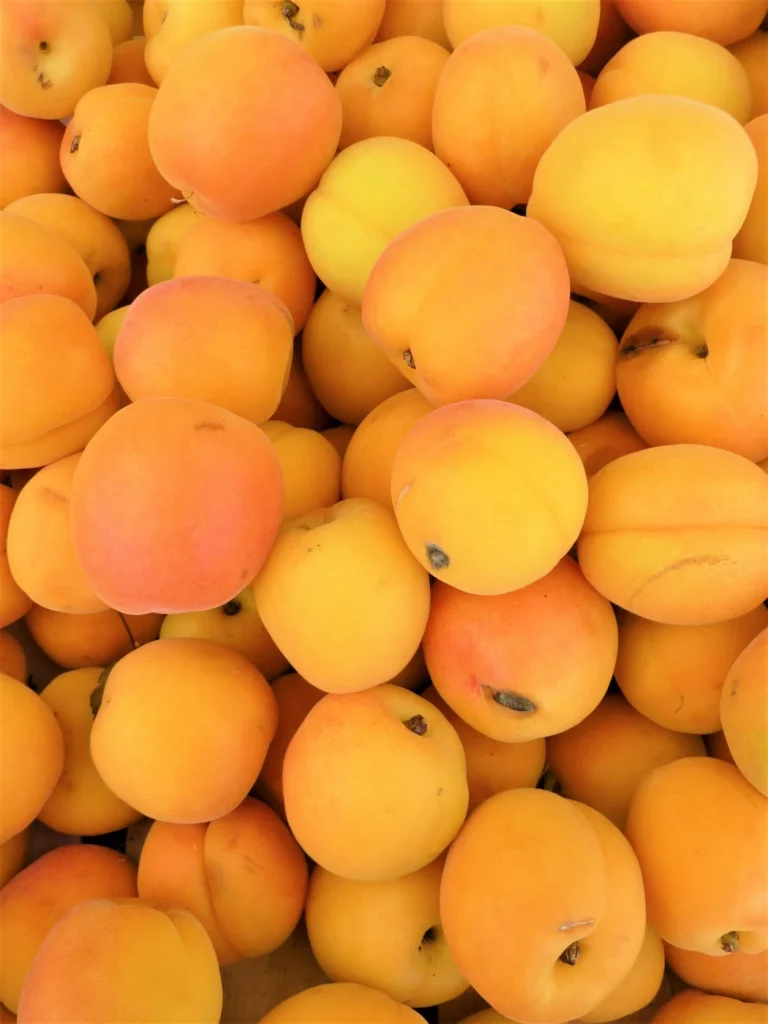 apricot sample product image